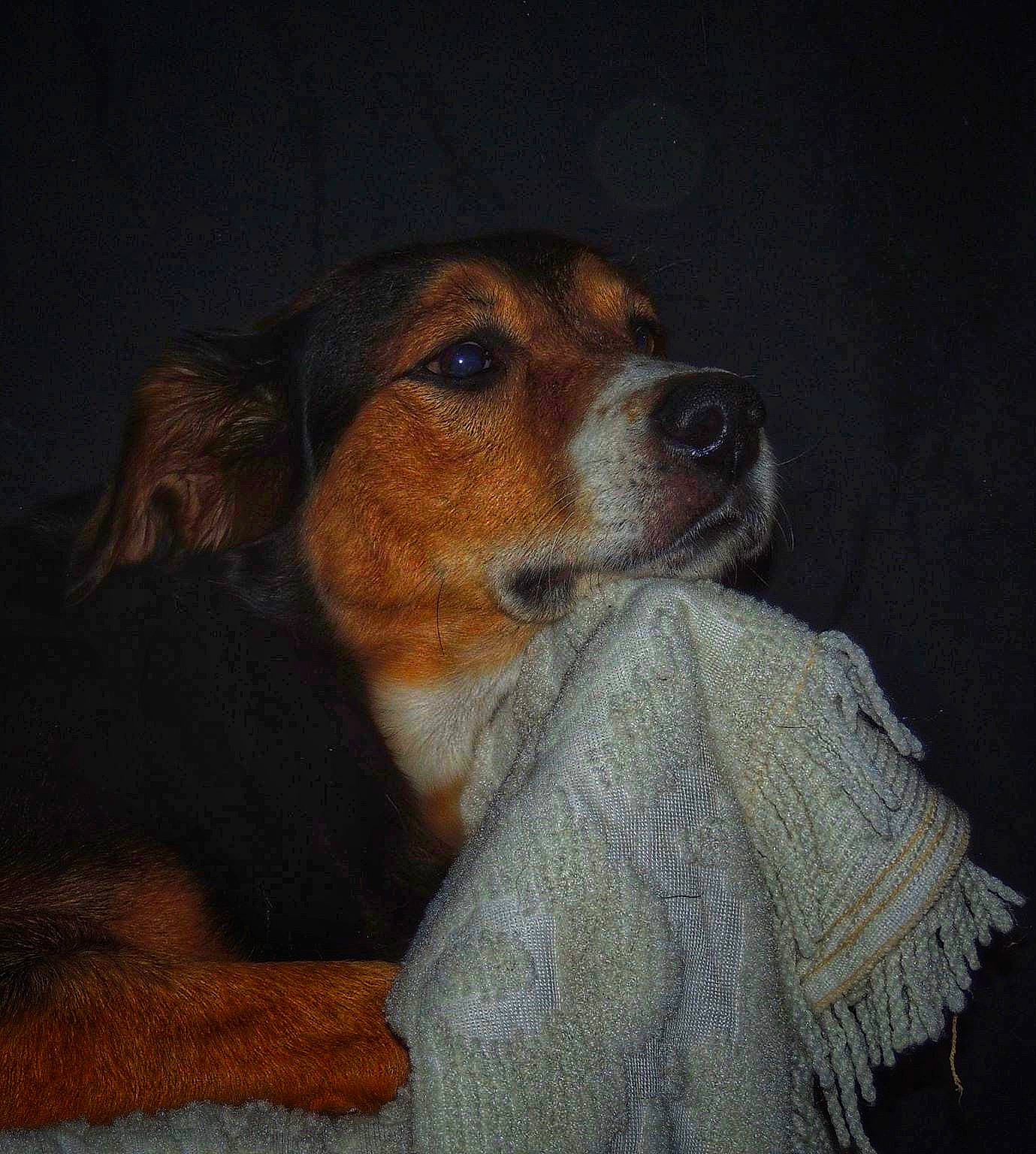 Ace joined the competition — help win amazing prizes! canidae, carnivore, companion_dog, dog, dog_breed, harrier, mammal, puppy, puppy_love, snout, sporting_group, vertebrate, whiskers