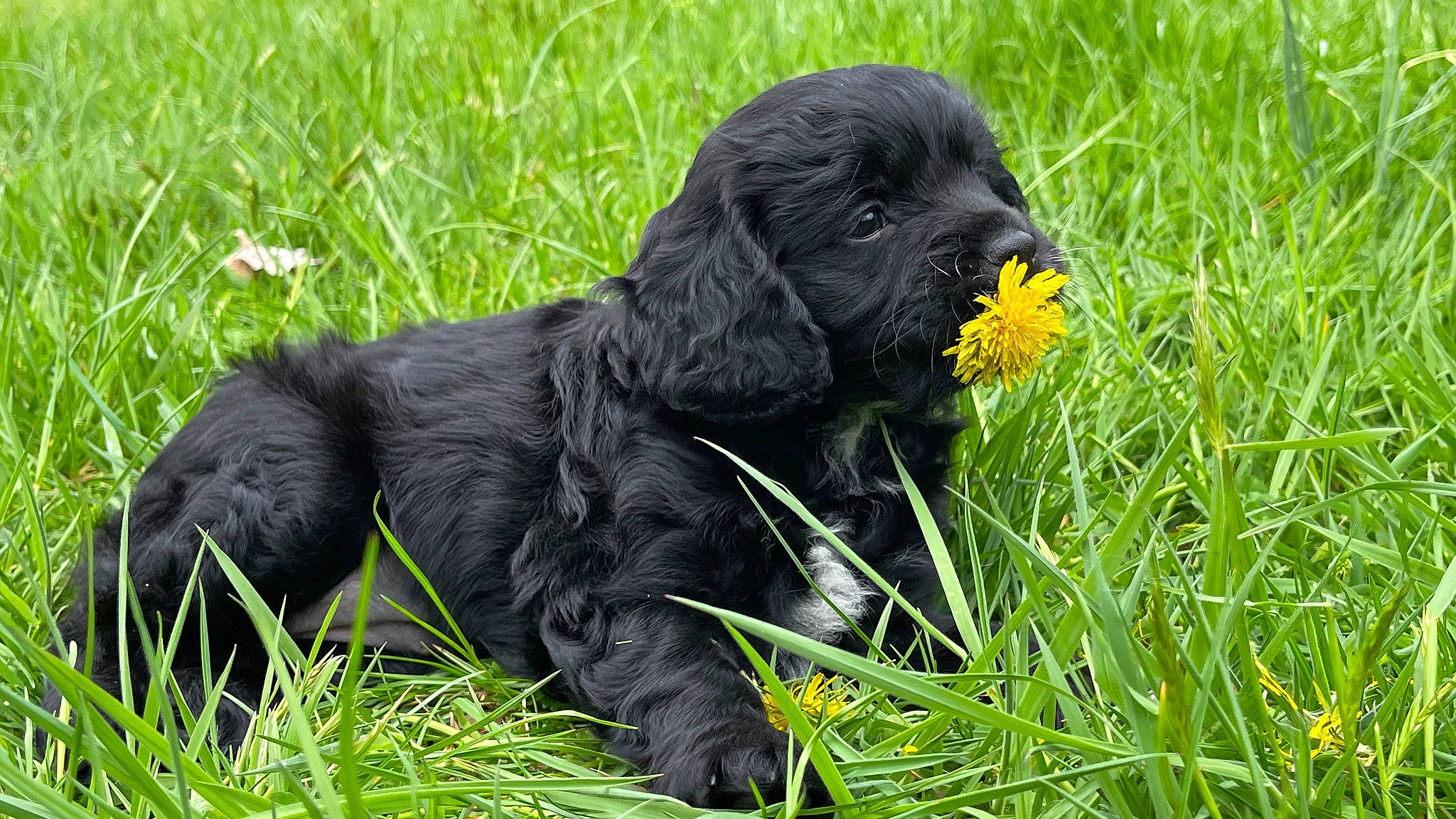 Stella joined the competition — help win amazing prizes! canidae, carnivore, companion_dog, dog, dog_breed, fur, grass, grassland, groundcover, gun_dog, liver, pasture, plant, prairie, snout, spaniel, sporting_group, tail, terrestrial_animal, working_animal