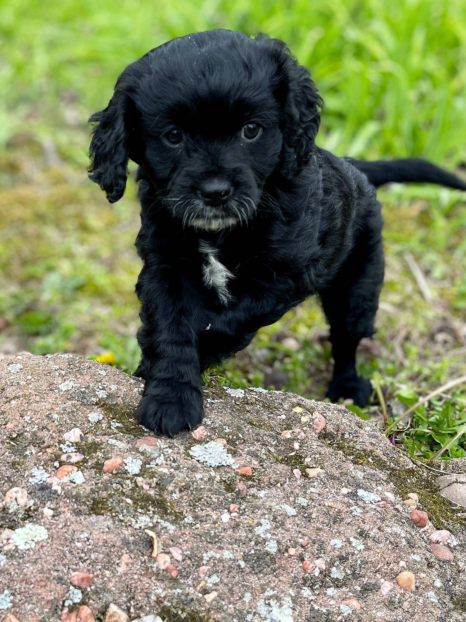 Stella is registered to the contest to win money with this photo: canidae, carnivore, companion_dog, dog, dog_breed, fur, grass, liver, non_sporting_group, plant, puppy, snout, soil, sporting_group, tail, terrestrial_animal, toy_dog, wildlife, working_animal