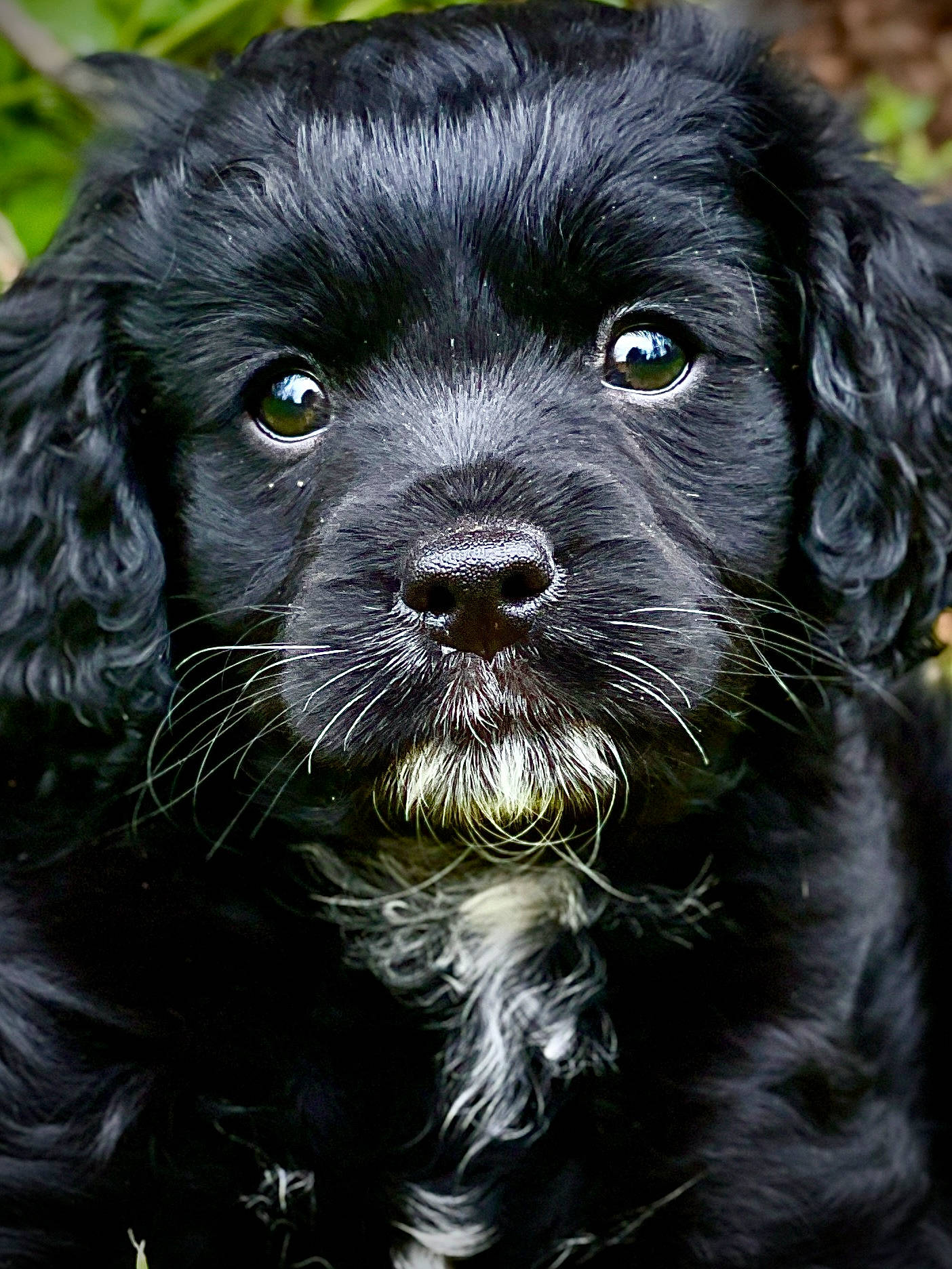 Stella joined the competition — help win amazing prizes! ancient_dog_breeds, canidae, carnivore, close_up, companion_dog, dog, dog_breed, fur, grass, gun_dog, liver, snout, sporting_group, terrestrial_animal, toy_dog, water, whiskers, wildlife, working_animal, working_dog