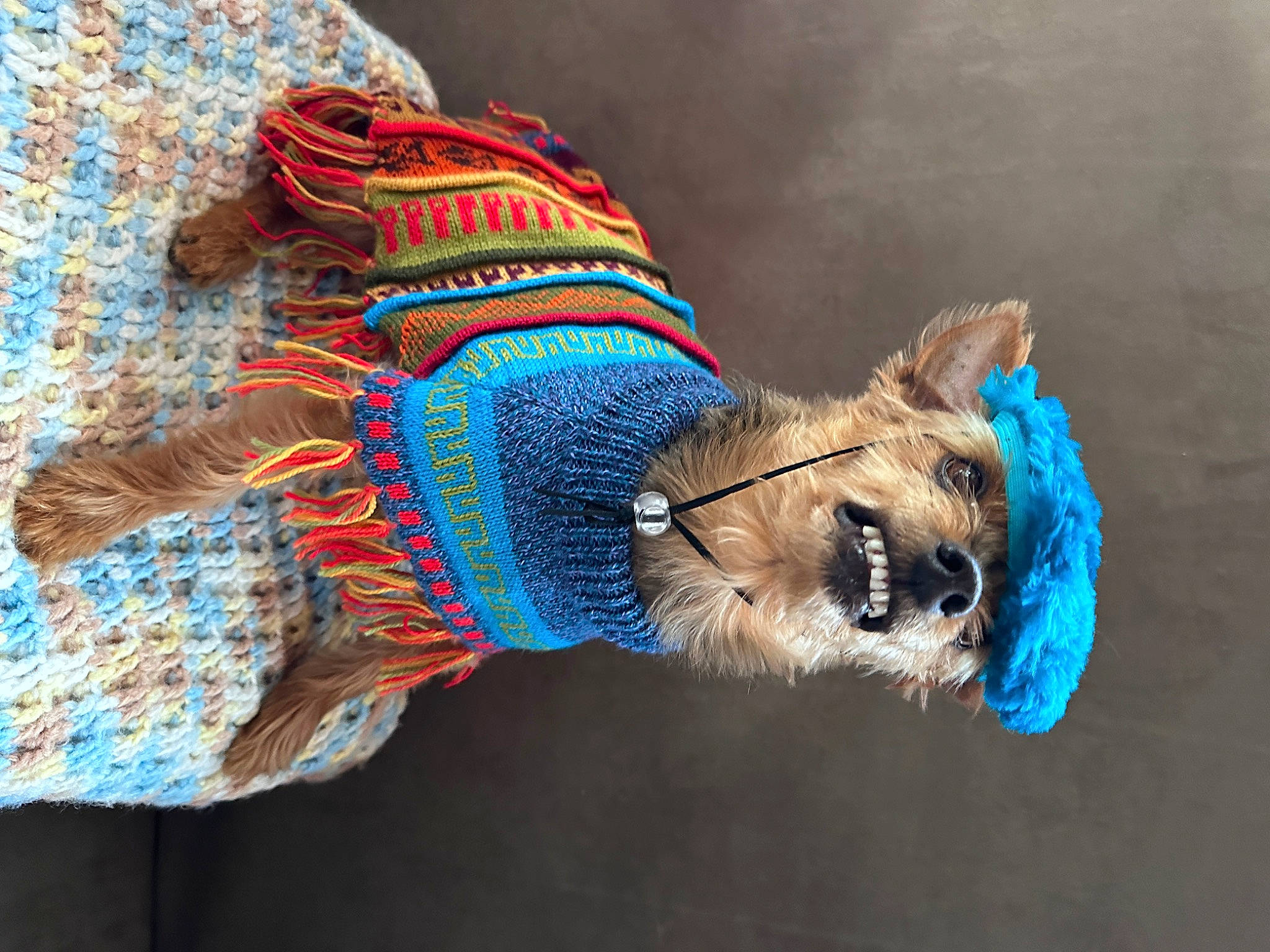 Yogi joined the competition — help win amazing prizes! carnivore, collar, companion_dog, costume_hat, dog, dog_breed, dog_clothes, dog_collar, dog_supply, electric_blue, fashion_accessory, fawn, fur, hat, leash, personal_protective_equipment, pet_supply, snout, tail, working_animal