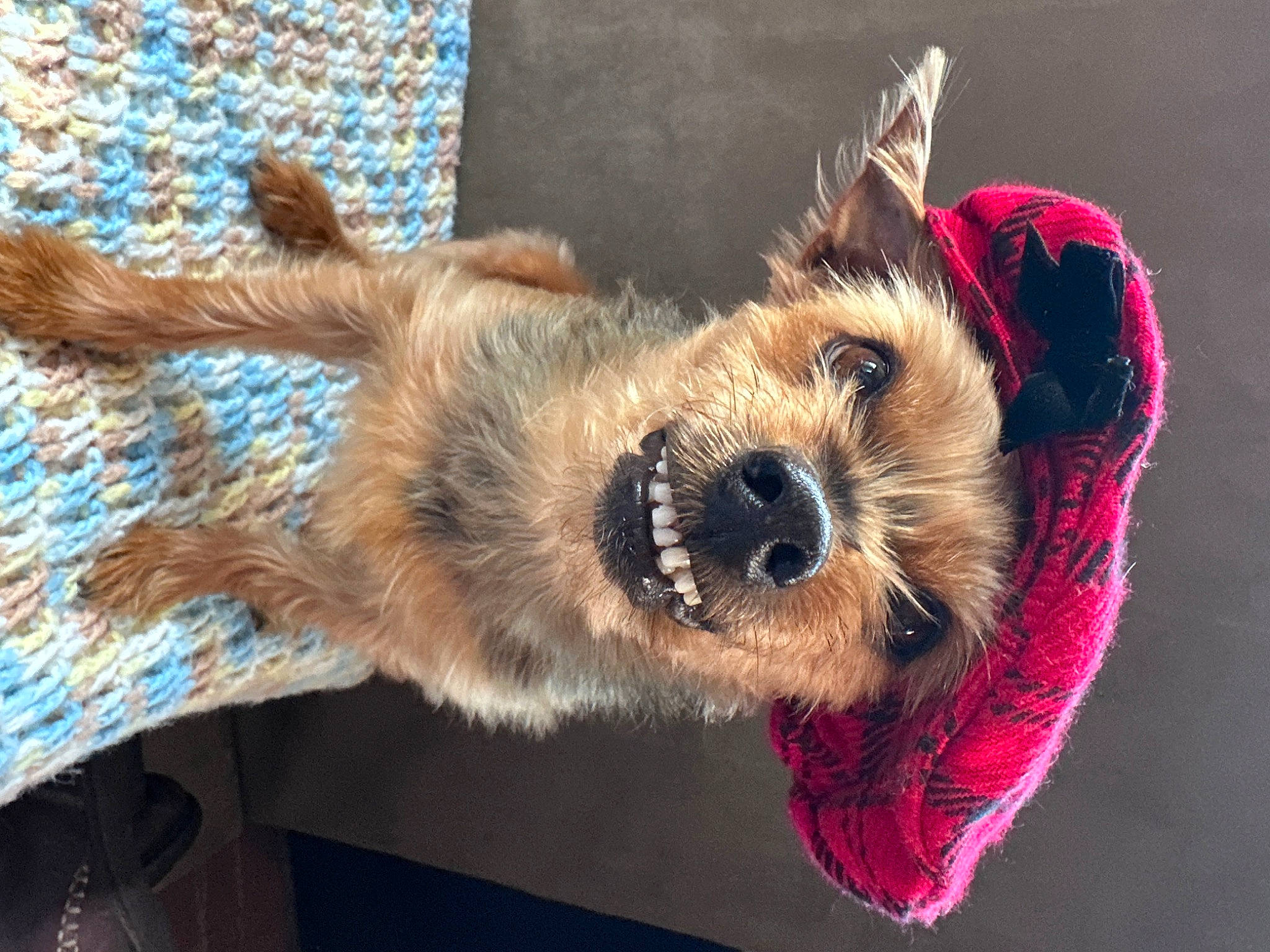 Yogi joined the competition — help win amazing prizes! australian_terrier, border_terrier, canidae, carnivore, collar, companion_dog, dog, dog_breed, dog_clothes, dog_supply, fashion_accessory, fawn, fur, paw, small_terrier, sporting_group, terrier, toy_dog, working_animal, yorkshire_terrier