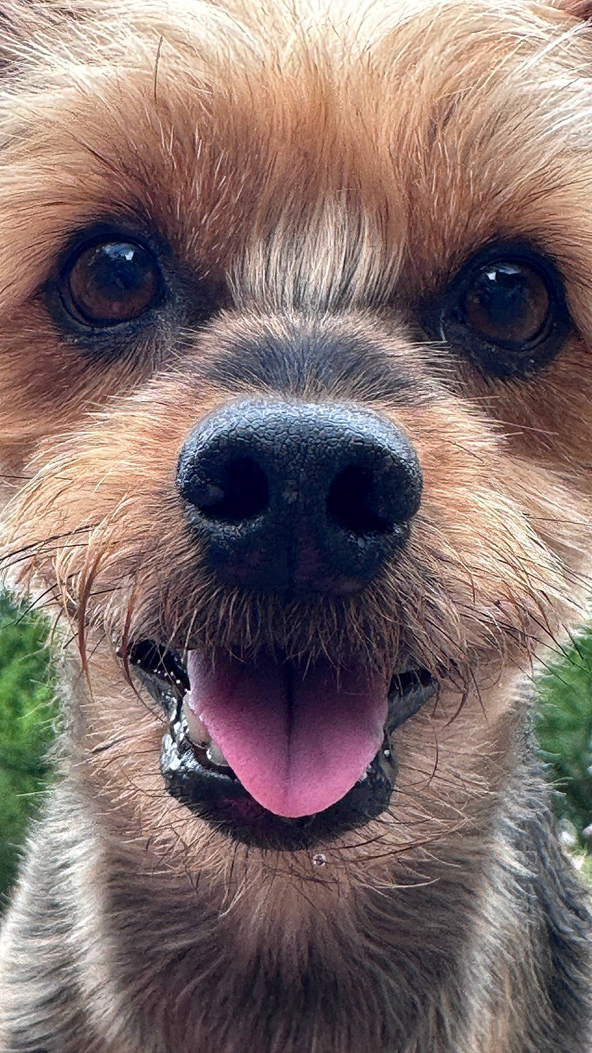 Yogi joined the competition — help win amazing prizes! blue, cameras_optics, canidae, carnivore, close_up, collar, companion_dog, dog, dog_breed, dog_collar, electric_blue, fawn, fur, iris, liver, snout, sporting_group, toy_dog, whiskers, working_animal