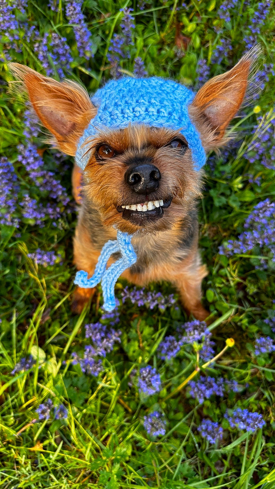 Yogi joined the competition — help win amazing prizes! annual_plant, blue, canidae, carnivore, companion_dog, dog, dog_breed, electric_blue, fawn, flower, grass, groundcover, herbaceous_plant, plant, snout, terrestrial_animal, toy_dog, whiskers, wildlife, working_animal