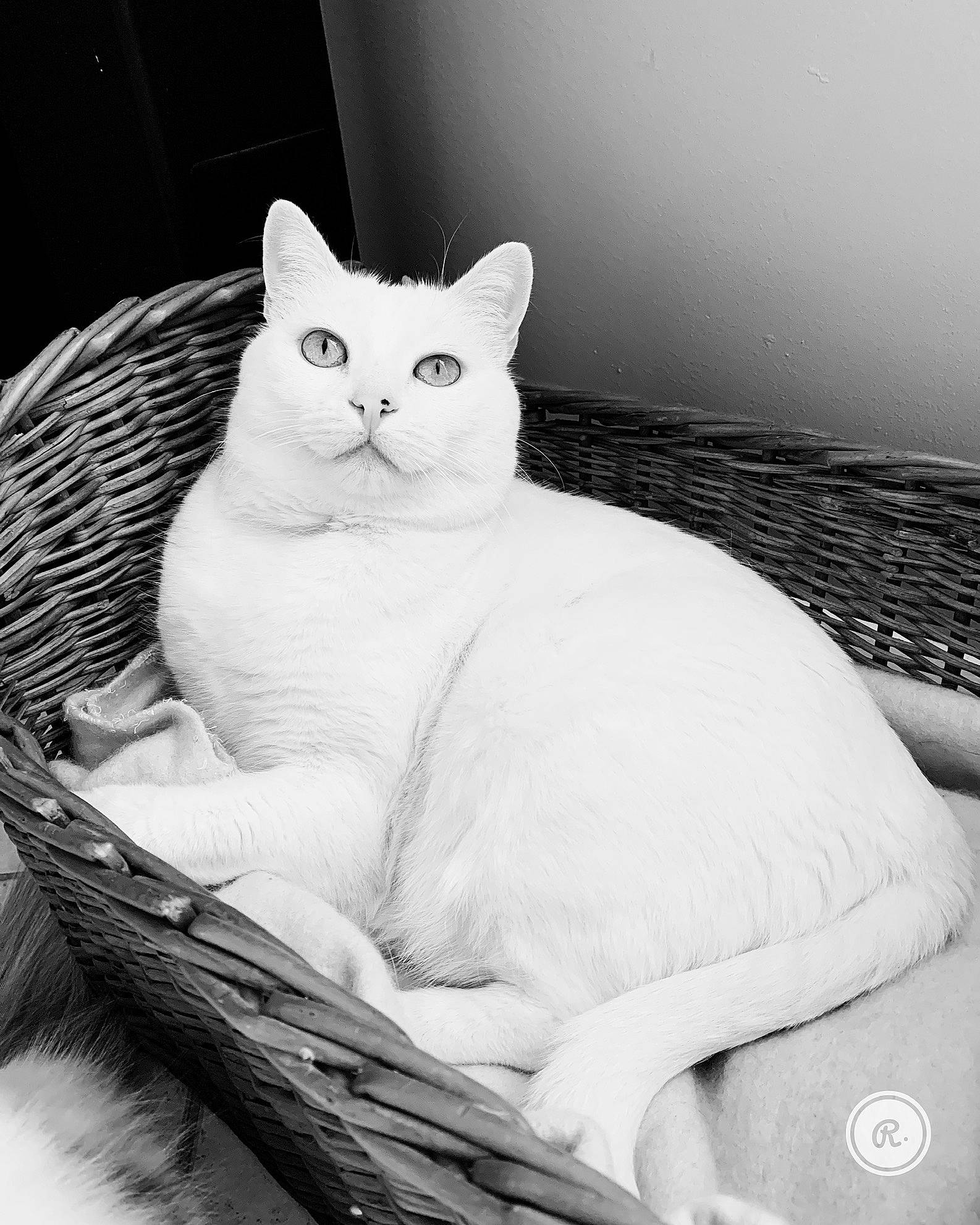 Layka a rejoint le concours — aidez-le/la à gagner de superbes lots ! carnivore, cat, cat_supply, comfort, domestic_short_haired_cat, felidae, fur, grey, monochrome, monochrome_photography, pattern, paw, sitting, small_to_medium_sized_cats, snout, tail, terrestrial_animal, water, whiskers, window