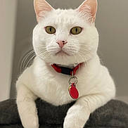 Layka participe au concours pour gagner de l'argent avec cette photo : animal, calm, cat, close_up, collar, cute, domestic_cat, feline, fluffy, fur, green_eyes, indoor, looking_at_camera, pet, portrait, resting, soft_texture, tag, whiskers, white_cat