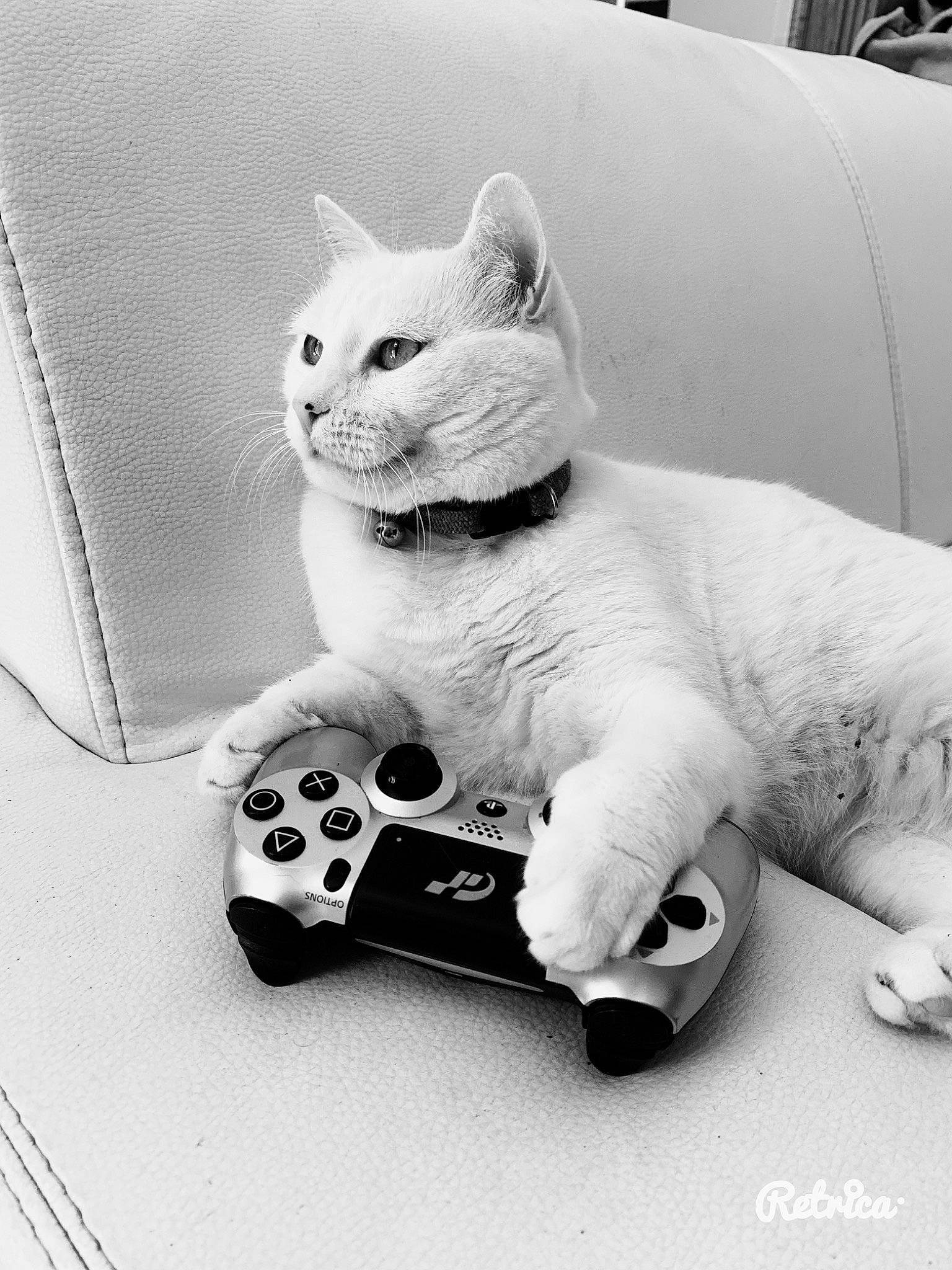 Layka a rejoint le concours — aidez-le/la à gagner de superbes lots ! asian, black, black_and_white, british_shorthair, carnivore, cat, domestic_short_haired_cat, felidae, kitten, monochrome, paw, photography, small_to_medium_sized_cats, style, turkish_angora, whiskers, white