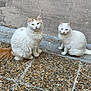 animal, calm, cat, cute, domestic_animal, feline, fluffy, fur, nature, orange_markings, outdoor, pebble_tiles, pet, portrait, quiet, sitting, stone_floor, two_cats, wall, white_cat