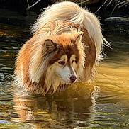 Pumbaa participe au concours pour gagner de l'argent avec cette photo : dog, water, reflection, outdoor, nature, river, animal, fur, canine, stream, brown, cream, fluffy, focused, shallow_water, wildlife, sunlight, majestic, standing, calm