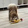 dog, toy, rubber_chicken, indoor, floor, wooden_floor, pet, playful, fluffy, brown_dog, white_tail, cabinet, pet_bowls, animal, cute, domestic, mischief, happy, canine, fun