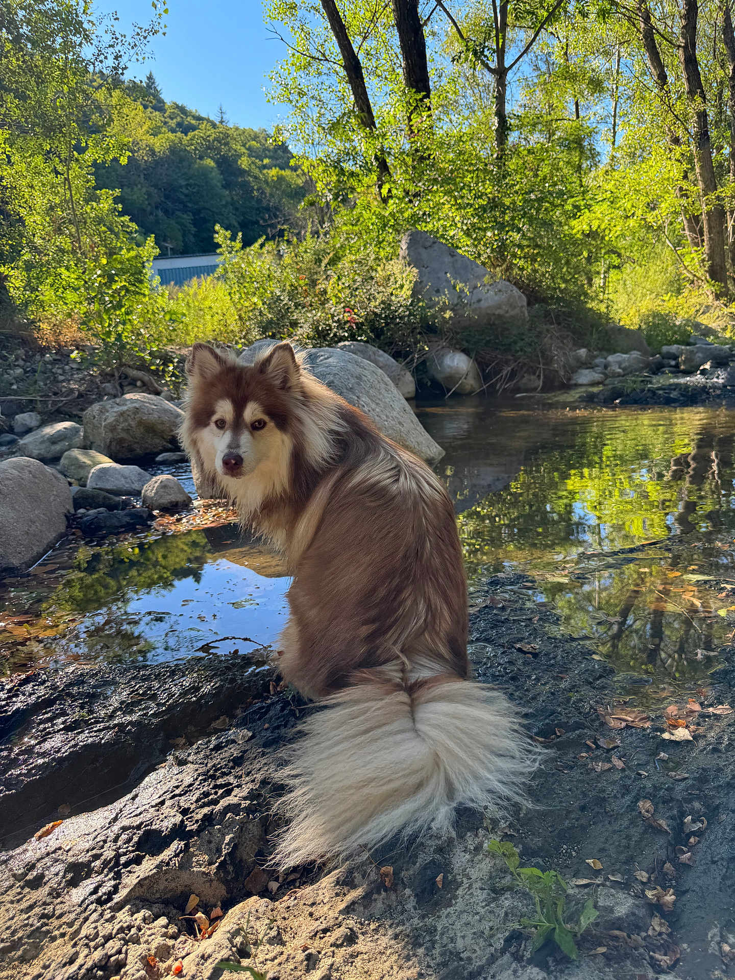 Pumbaa a rejoint le concours — aidez-le/la à gagner de superbes lots ! dog, animal, outdoor, nature, stream, rock, water, tree, greenery, sunlight, reflection, fur, canine, pet, mammal, scenic, forest, quiet, peaceful, daylight