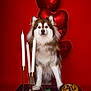 Pumbaa a rejoint le concours — aidez-le/la à gagner de superbes lots ! dog, candles, rose, balloons, spaghetti, table, red_background, flower, romantic, decor, food, pet, fur, portrait, celebration, heart, love, animal, still_life, dining