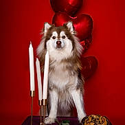 Pumbaa a rejoint le concours — aidez-le/la à gagner de superbes lots ! dog, candles, rose, balloons, spaghetti, table, red_background, flower, romantic, decor, food, pet, fur, portrait, celebration, heart, love, animal, still_life, dining