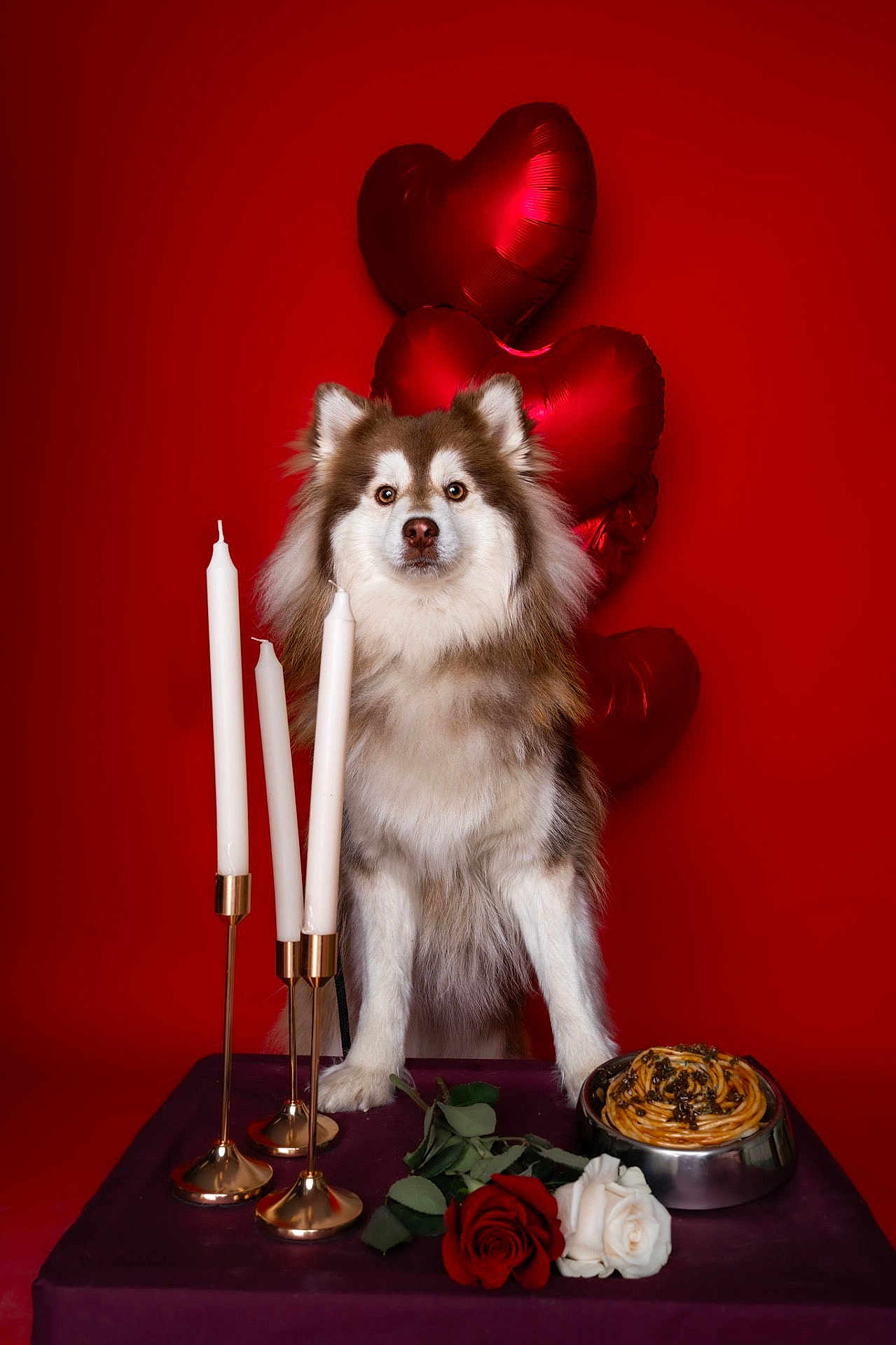 Pumbaa a rejoint le concours — aidez-le/la à gagner de superbes lots ! dog, candles, rose, balloons, spaghetti, table, red_background, flower, romantic, decor, food, pet, fur, portrait, celebration, heart, love, animal, still_life, dining