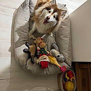 Pumbaa participe au concours pour gagner de l'argent avec cette photo : dog, dog_bed, plush_toys, toy_rubber_chicken, toy_reindeer, toy_santa, toy_duck, floor, wood_floor, happy_dog, pet, indoor, looking_up, brown_and_white_dog, fluffy_dog, smiling_dog, toys, pet_toys, cozy, home