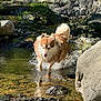 Pumbaa participe au concours pour gagner de l'argent avec cette photo : dog, water, stream, rocks, nature, outdoor, playful, wet, fur, running, sunlight, greenery, animal, canine, shallow_water, daylight, energetic, motion, wildlife, adventure