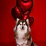 Pumbaa a rejoint le concours — aidez-le/la à gagner de superbes lots ! dog, fluffy, brown_and_white, heart_shaped_balloons, red_background, portrait, pet, sitting, studio, celebration, love, cute, animal, furry, looking_at_camera, isolated, indoor, adorable, companion, friendly