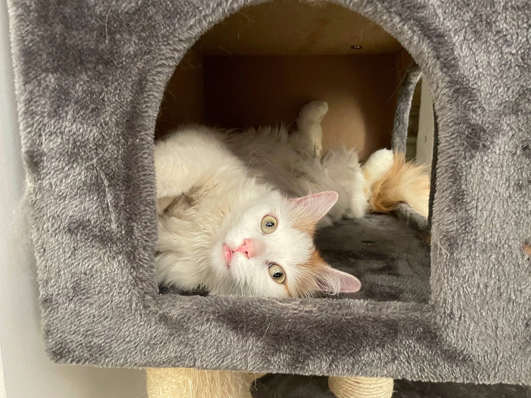 Rasta participe au concours pour gagner de l'argent avec cette photo : box, carnivore, cat, claw, comfort, domestic_short_haired_cat, eye, fawn, felidae, fur, grey, paw, plant, small_to_medium_sized_cats, snout, tail, vertebrate, whiskers, window, wood
