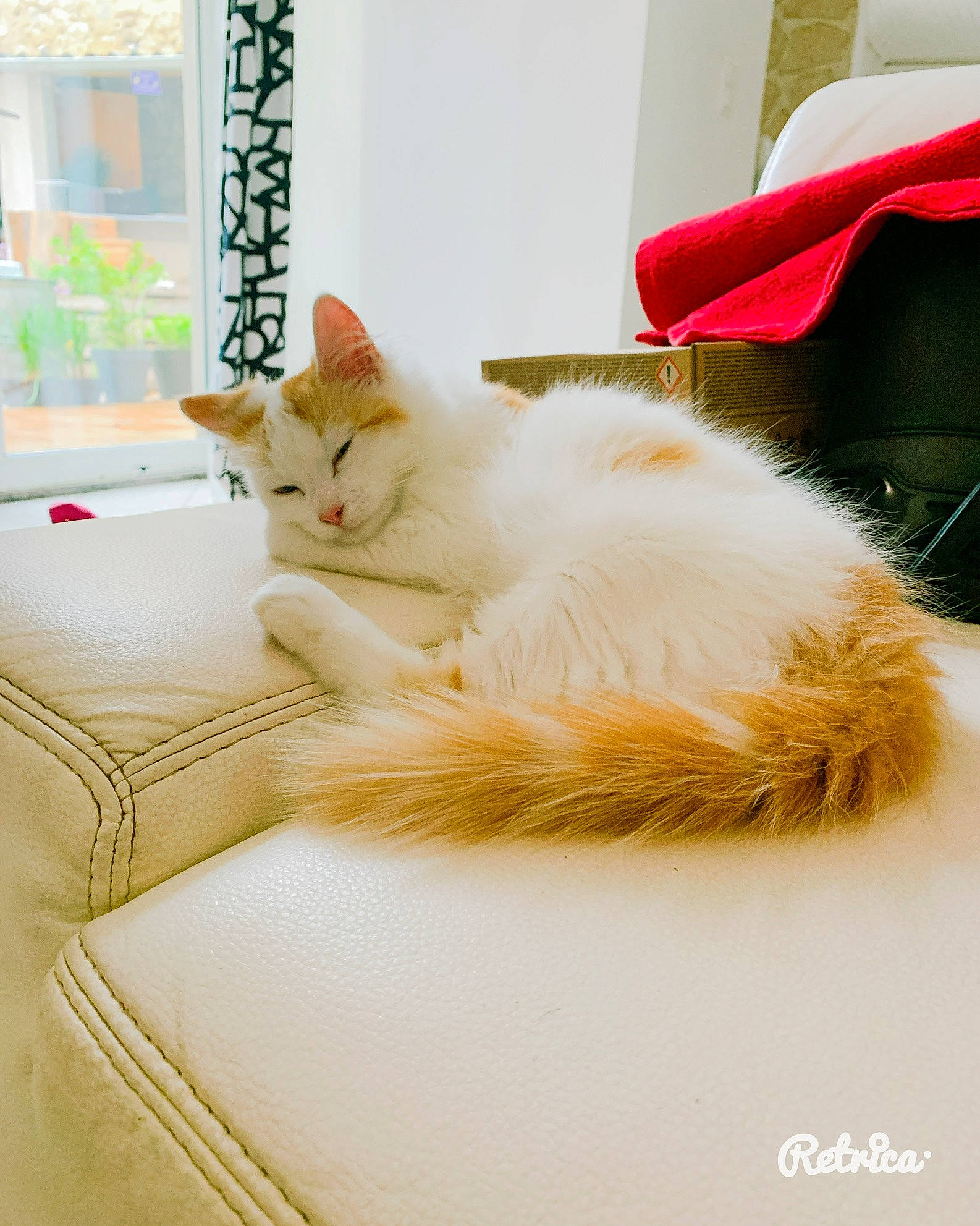 Rasta a rejoint le concours — aidez-le/la à gagner de superbes lots ! bedding, carnivore, cat, comfort, fawn, felidae, flooring, fur, linens, orange, paw, rectangle, room, small_to_medium_sized_cats, snout, tail, textile, whiskers, window, wood