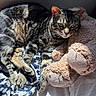 cat, tabby_cat, bed, blanket, stuffed_toy, teddy_bear, sunlight, indoor, animal, pet, feline, resting, cozy, fur, paw, window_sill, soft_texture, relaxation, domestic, sleepy