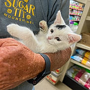 Ellie is registered to the contest to win money with this photo: kitten, cat, pet, white_cat, black_markings, person, arm, watch, grey_shirt, text_on_shirt, indoor, store, shelf, products, curious, cute, animal, holding, feline, young_cat
