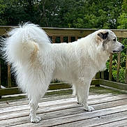 Archie is registered to the contest to win money with this photo: dog, white_dog, fluffy, curled_tail, deck, wooden_deck, outdoor, greenery, trees, pet, canine, fur, standing, side_view, nature, daylight, animal, domestic_animal, quiet, peaceful
