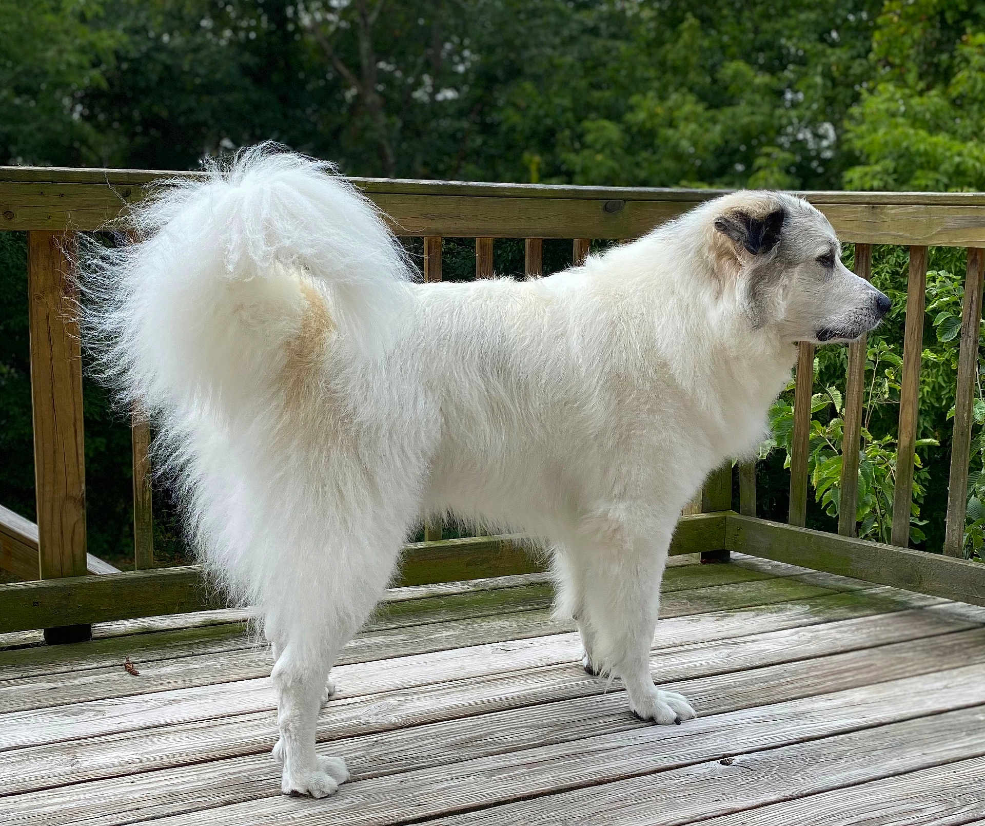 Archie