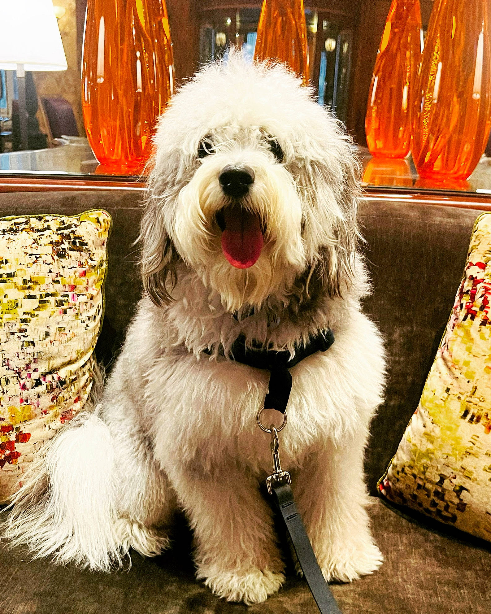 Jaxon joined the competition — help win amazing prizes! canidae, carnivore, collar, companion_dog, dog, dog_breed, dog_collar, dog_supply, fur, labradoodle, maltepoo, non_sporting_group, poodle_crossbreed, small_terrier, snout, sporting_group, terrier, toy_dog, water_dog, working_animal