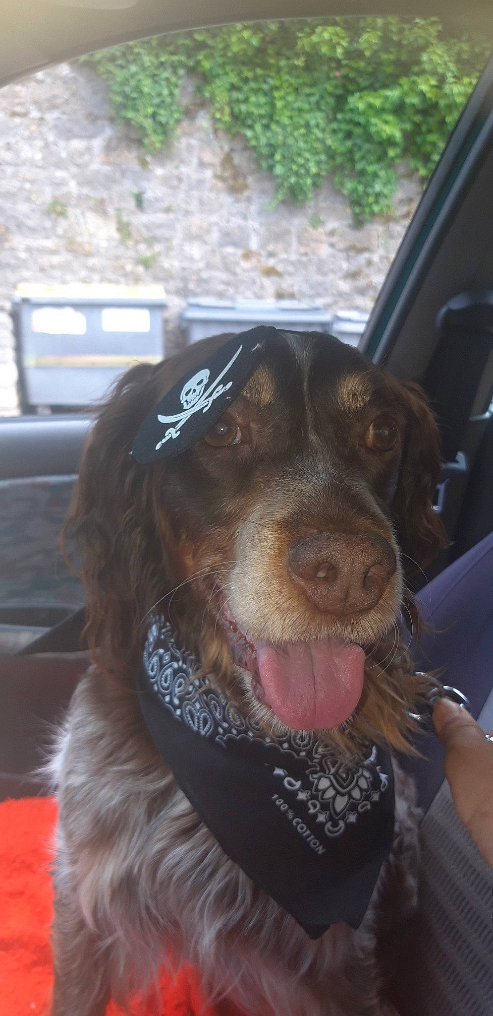 Lenny a rejoint le concours — aidez-le/la à gagner de superbes lots ! automotive_exterior, canidae, carnivore, cocker_spaniel, collar, companion_dog, dog, dog_breed, dog_collar, fur, guard_dog, liver, plant, retriever, snout, spaniel, sporting_group, vehicle_door, whiskers, working_animal