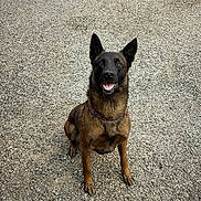 Néro a rejoint le concours — aidez-le/la à gagner de superbes lots ! dog, belgian_malinois, animal, pet, sitting, outdoor, gravel, happy, canine, fur, ears, mouth_open, collar, alert, brown, black, tongue, friendly, companion, guard_dog