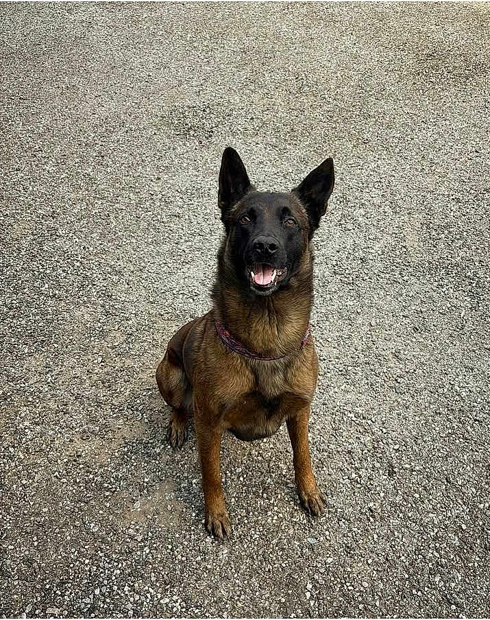 Néro a rejoint le concours — aidez-le/la à gagner de superbes lots ! dog, belgian_malinois, animal, pet, sitting, outdoor, gravel, happy, canine, fur, ears, mouth_open, collar, alert, brown, black, tongue, friendly, companion, guard_dog