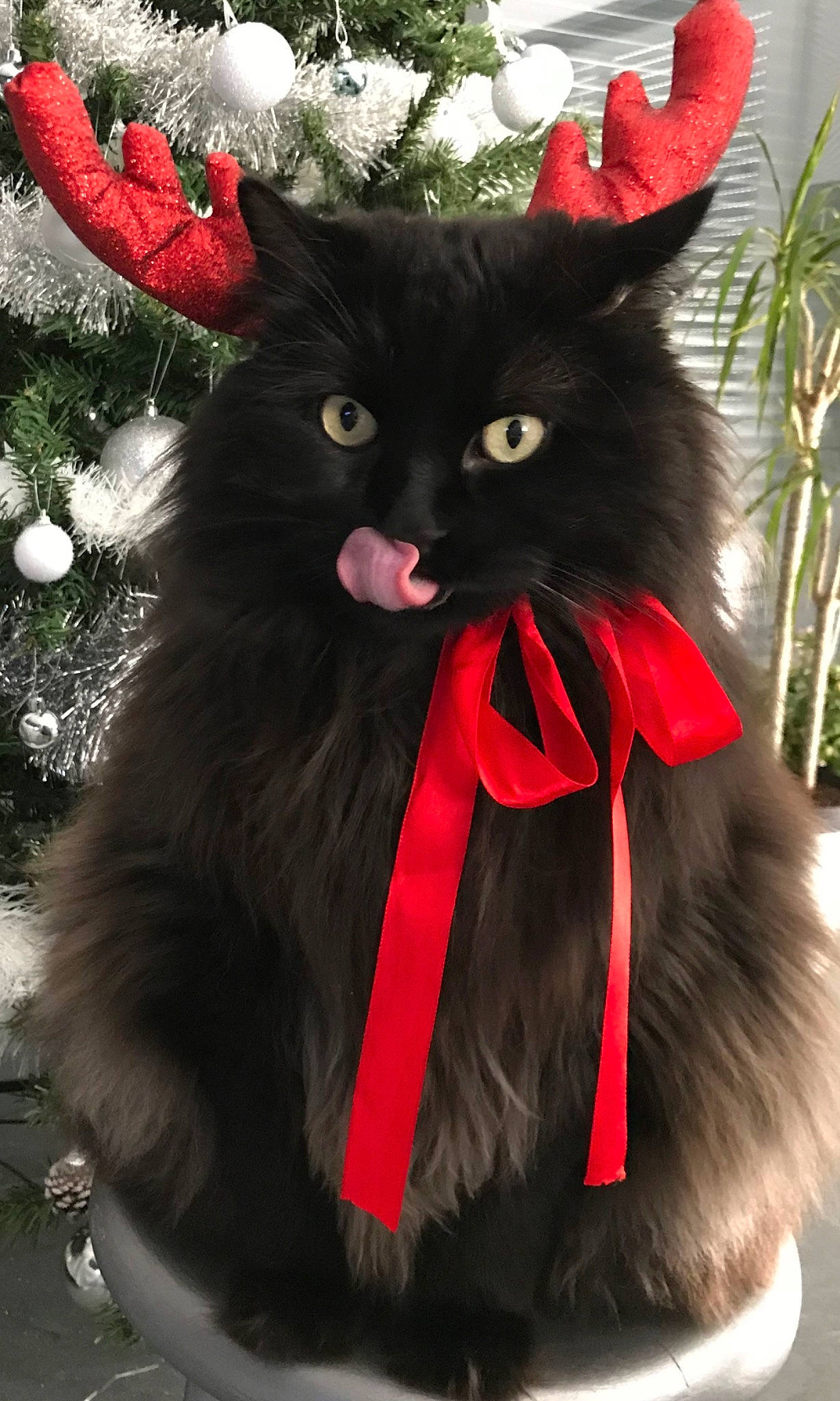 Inka participe au concours pour gagner de l'argent avec cette photo : black_cat, carnivore, cat, christmas_tree, claw, conifer, domestic_short_haired_cat, event, felidae, fur, holiday, magenta, plant, red, small_to_medium_sized_cats, snout, tail, terrestrial_animal, whiskers, window