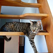 Mia participe au concours pour gagner de l'argent avec cette photo : animal, brown, cat, curious, domestic, feline, fur, home, indoor, paw, pet, relaxed, resting, side_view, stairs, stretching, striped, tabby_cat, whiskers, wooden_stairs