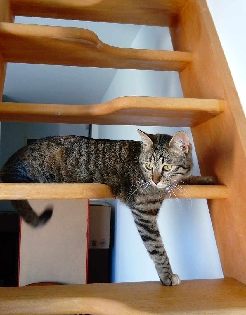 Mia participe au concours pour gagner de l'argent avec cette photo : animal, brown, cat, curious, domestic, feline, fur, home, indoor, paw, pet, relaxed, resting, side_view, stairs, stretching, striped, tabby_cat, whiskers, wooden_stairs