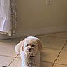 Bruno joined the competition — help win amazing prizes! animal, companion_animal, curtains, cute, dog, domestic, electrical_outlet, fluffy, fur, indoor, light, looking_at_camera, mammal, pet, relaxed, resting, shadow, small_dog, tile_floor, wall