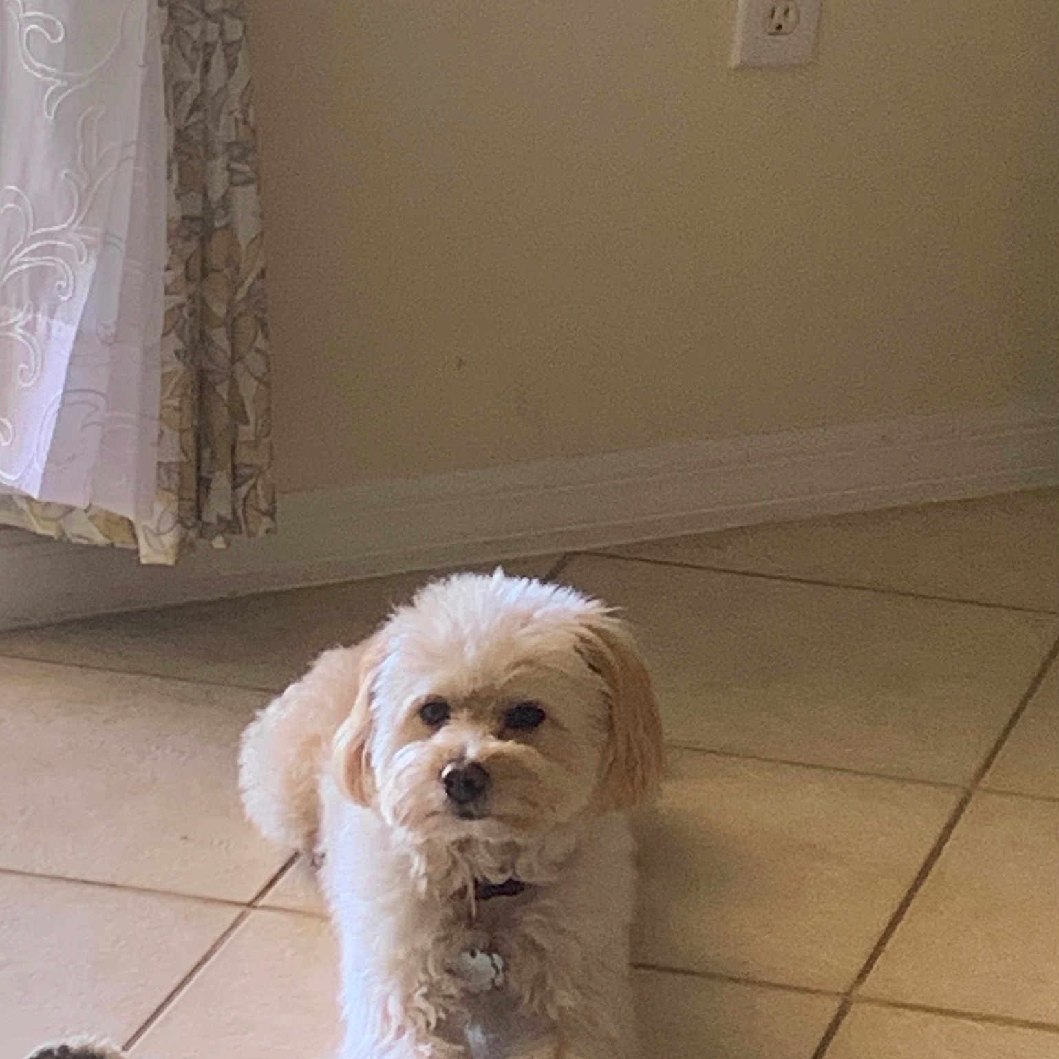 Bruno