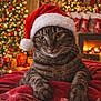 animal, cat, celebration, christmas, christmas_tree, cozy, cute, decorations, feline, festive, fireplace, holiday, indoor, pet, red_blanket, relaxed, santa_hat, stockings, tabby_cat, warm_lighting