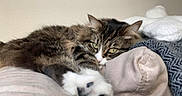 Zelda is registered to the contest to win money with this photo: cat, tabby, pet, animal, fur, paw, cushion, blanket, sleepy, relaxed, indoor, cozy, resting, closeup, feline, whiskers, green_eyes, soft, home, comfort