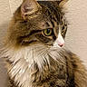 Zelda is registered to the contest to win money with this photo: cat, tabby, fluffy_fur, yellow_eyes, whiskers, pet, animal, indoor, portrait, side_view, feline, close_up, soft_fur, curious, domestic_cat, mammal, cute, calm, brown_fur, white_chest