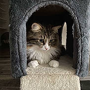 Zelda is registered to the contest to win money with this photo: cat, fluffy, white_paws, curious, cat_house, cozy, indoor, pet, feline, fur, soft_texture, cute, animal, resting, looking, ears, whiskers, paws, home, domestic