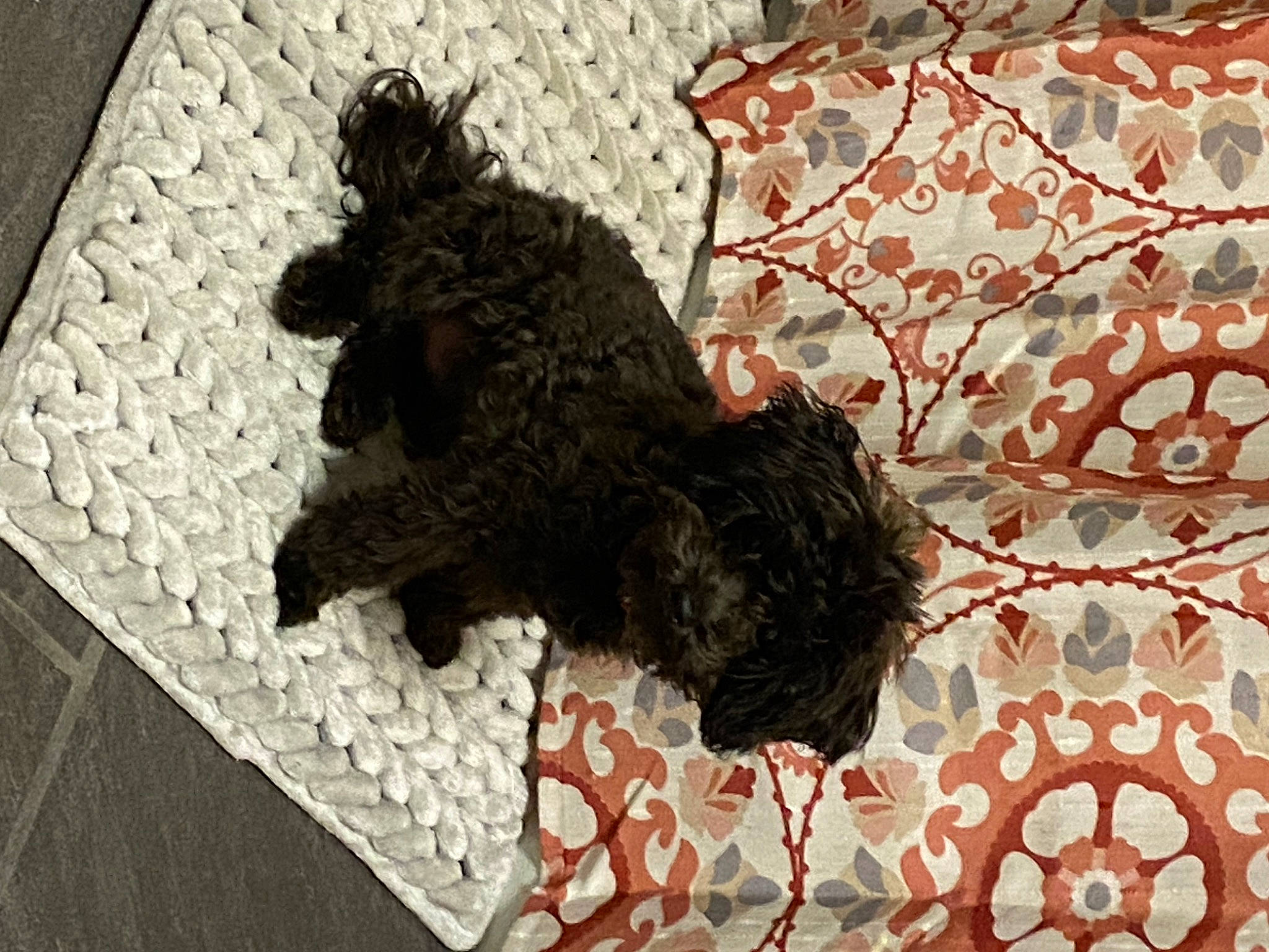 Pepper joined the competition — help win amazing prizes! art, carnivore, companion_dog, creative_arts, dog_breed, flooring, fur, linens, pattern, stuffed_toy, tail, teddy_bear, terrestrial_animal, terrier, textile, toy, visual_arts, water_dog, wool, working_animal