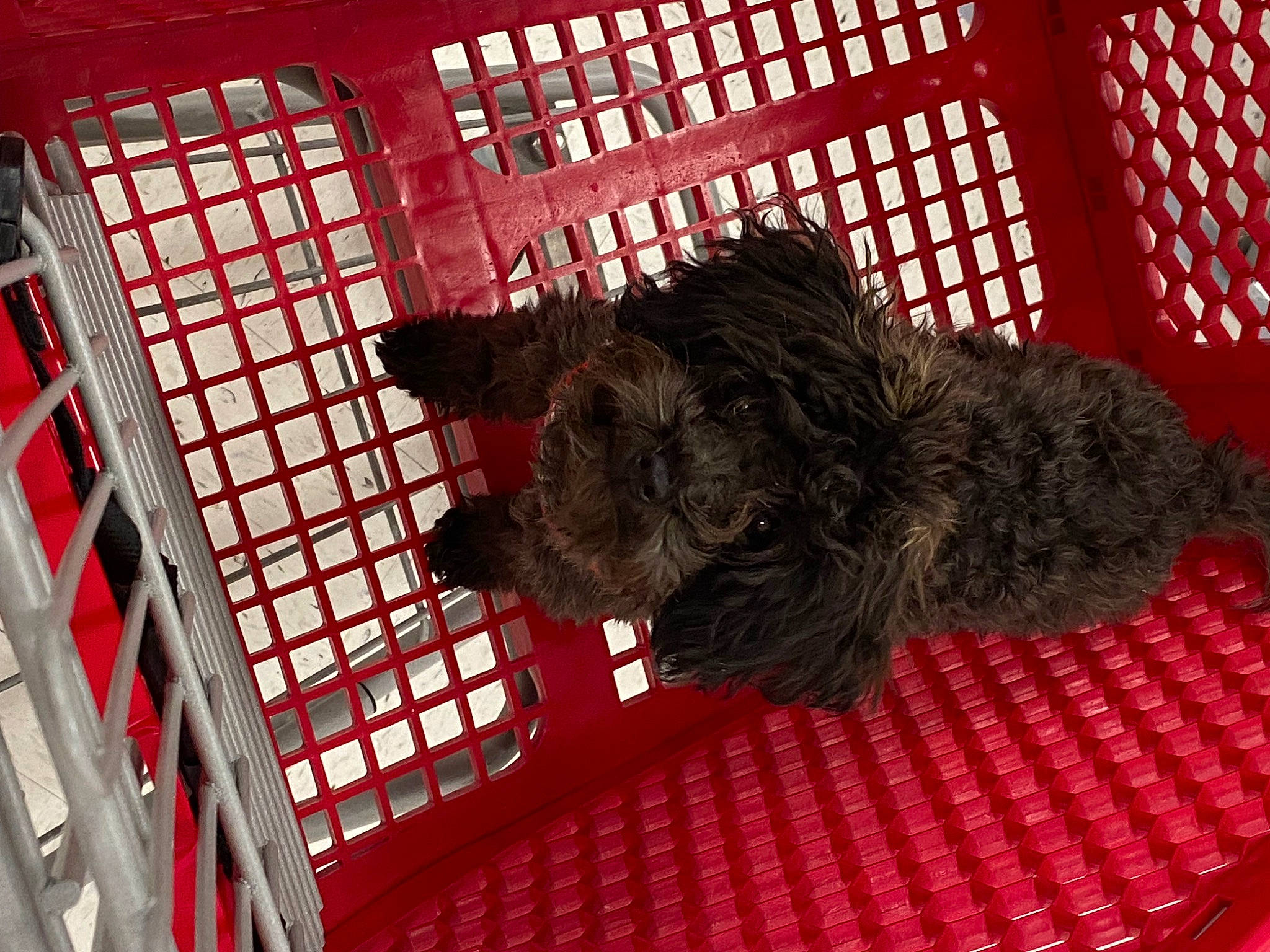 Pepper joined the competition — help win amazing prizes! canidae, carnivore, companion_dog, dog_breed, domestic_short_haired_cat, felidae, flooring, fur, mammal, pet_supply, room, small_to_medium_sized_cats, snout, sporting_group, tail, terrestrial_animal, terrier, vertebrate, whiskers, wool