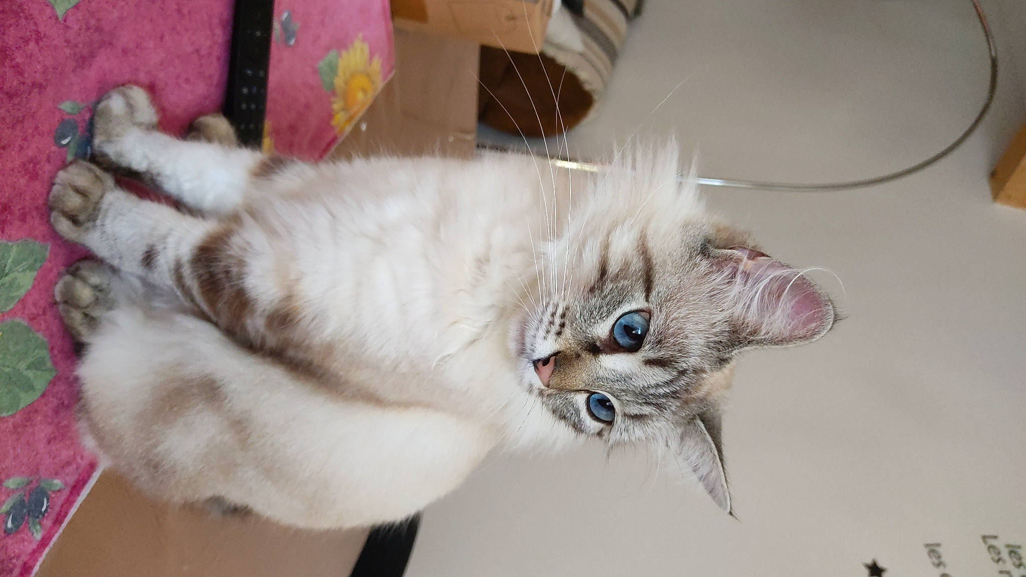 Pistache a rejoint le concours — aidez-le/la à gagner de superbes lots ! bed, box, carnivore, cat, claw, ear, fashion_accessory, fawn, feather, felidae, fur, paw, small_to_medium_sized_cats, snout, tail, whiskers, window