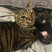 Prince joined the competition — help win amazing prizes! cat, tabby_cat, puppy, black_dog, bed, blanket, pet, animal, fur, close_up, indoor, resting, cute, companion, sleepy, domestic_animal, friendship, feline, canine, cozy