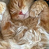 cat, orange_cat, sleeping, fluffy, fur, whiskers, pink_nose, closed_eyes, paws, relaxed, cozy, pet, animal, indoor, portrait, close_up, ginger, longhaired, cuddly, resting