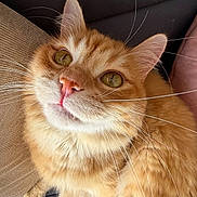 Mushu a rejoint le concours — aidez-le/la à gagner de superbes lots ! cat, ginger_cat, orange_tabby, feline, pet, animal, whiskers, green_eyes, pink_nose, fluffy, fur, portrait, close_up, sitting, lounging, couch, indoor, home, cute, relaxed