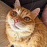 cat, ginger_cat, orange_tabby, feline, pet, animal, whiskers, green_eyes, pink_nose, fluffy, fur, portrait, close_up, sitting, lounging, couch, indoor, home, cute, relaxed
