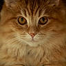 Mushu participe au concours pour gagner de l'argent avec cette photo : cat, ginger_cat, fluffy, longhaired, pet, animal, feline, golden_eyes, portrait, close_up, front_facing, staring, whiskers, paws, sitting, indoors, warm_lighting, brown_fur, cute, regal
