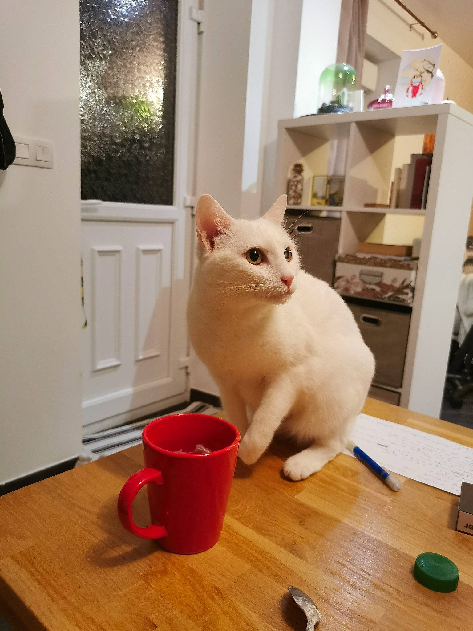 Nami a rejoint le concours — aidez-le/la à gagner de superbes lots ! carnivore, cat, cup, drinkware, felidae, floor, flooring, hardwood, laminate_flooring, plant, serveware, small_to_medium_sized_cats, snout, table, tableware, tail, varnish, whiskers, wood, wood_stain