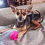 dog, small_dog, toy, pink_ball, couch, gray_couch, indoor, pet, animal, paw, ears, alert, looking, resting, cozy, blanket, brown, black, tan, fur